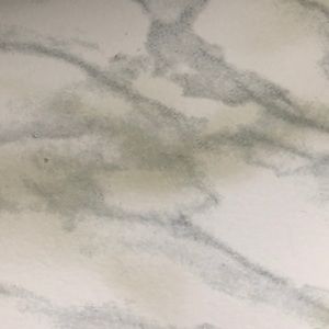 Meet your Posher, Jessie